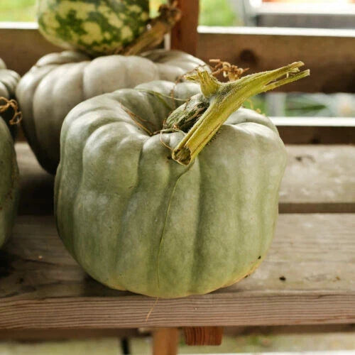 Queensland Blue Pumpkin Seeds - 25+ Pack, Cucurbita maxima, Blue-Green Pumpkins, Garden Planting, Non-GMO, USA