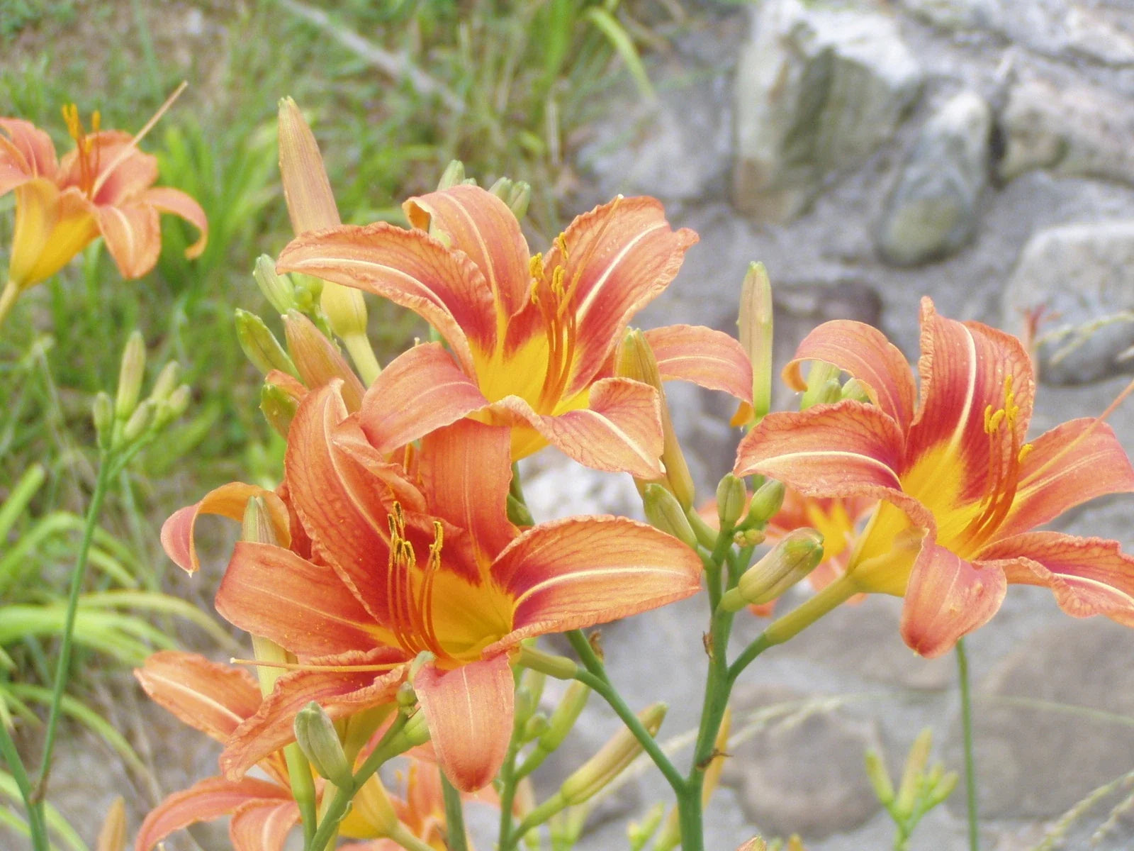 Orange Fulva Daylily Bare Root Plants - Hemerocallis fulva, 45 Pack Perennial Flowers for Garden Landscaping