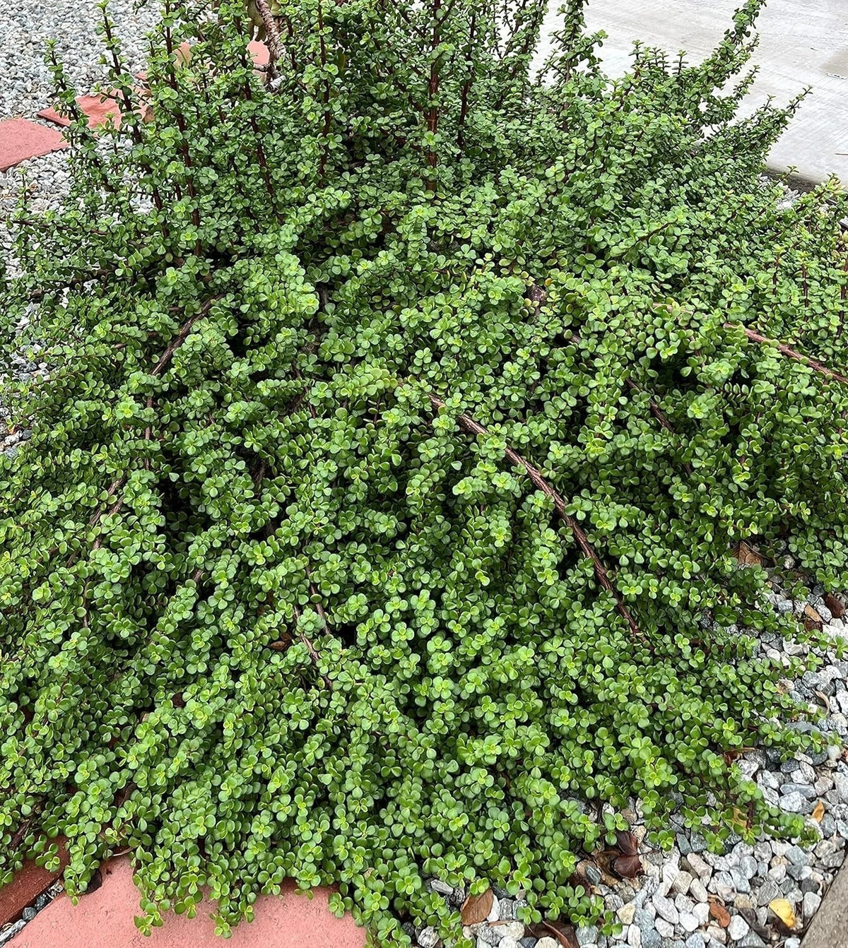 20 Cuttings Elephant Bush Succulent Portulacaria afra Red Stem Plants for Indoor and Outdoor Gardening