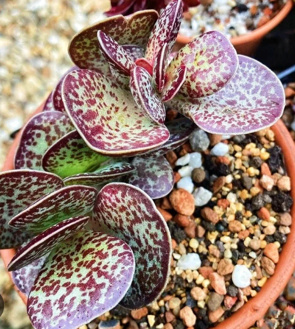 Succulent Plant Adromischus Maculatus Calico Hearts Starter Plant Grey-Green Leaves Purple Spots Indoor Outdoor Zone 9a