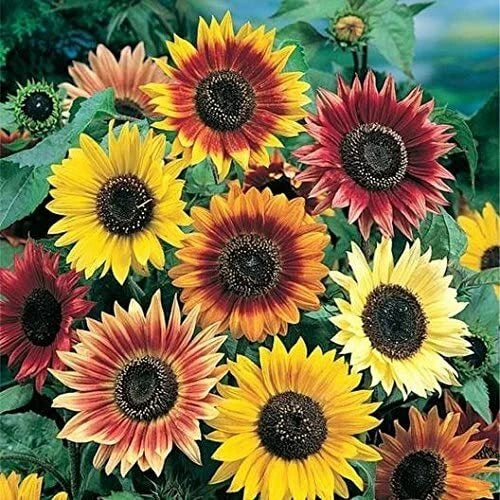 Autumn Beauty Sunflower Seeds 100 Pack Vibrant Fall Colors Helianthus annuus