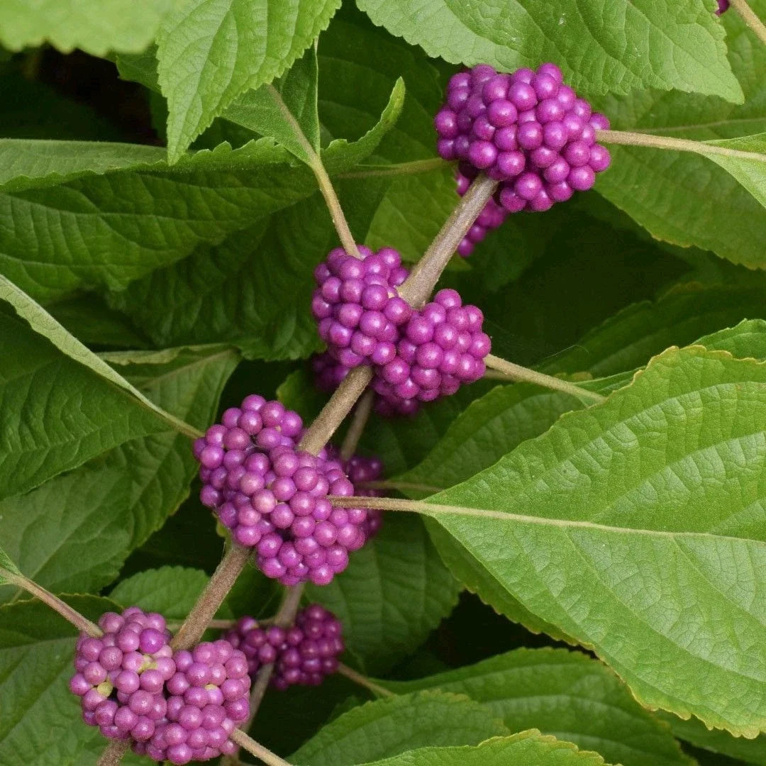 American Beautyberry Live Plant 5 Pack, 10-12" Callicarpa americana, Edible Purple Berries, Drought-Tough, Deer-Resistant, Native Shrubs