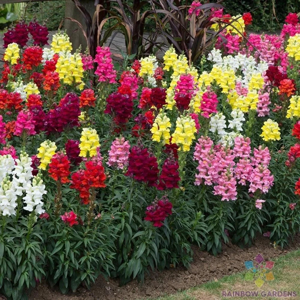 Snapdragon Seeds - 1000+ Sonnet Mix - Antirrhinum majus Flower Seeds for Garden Planting, Borders & Containers