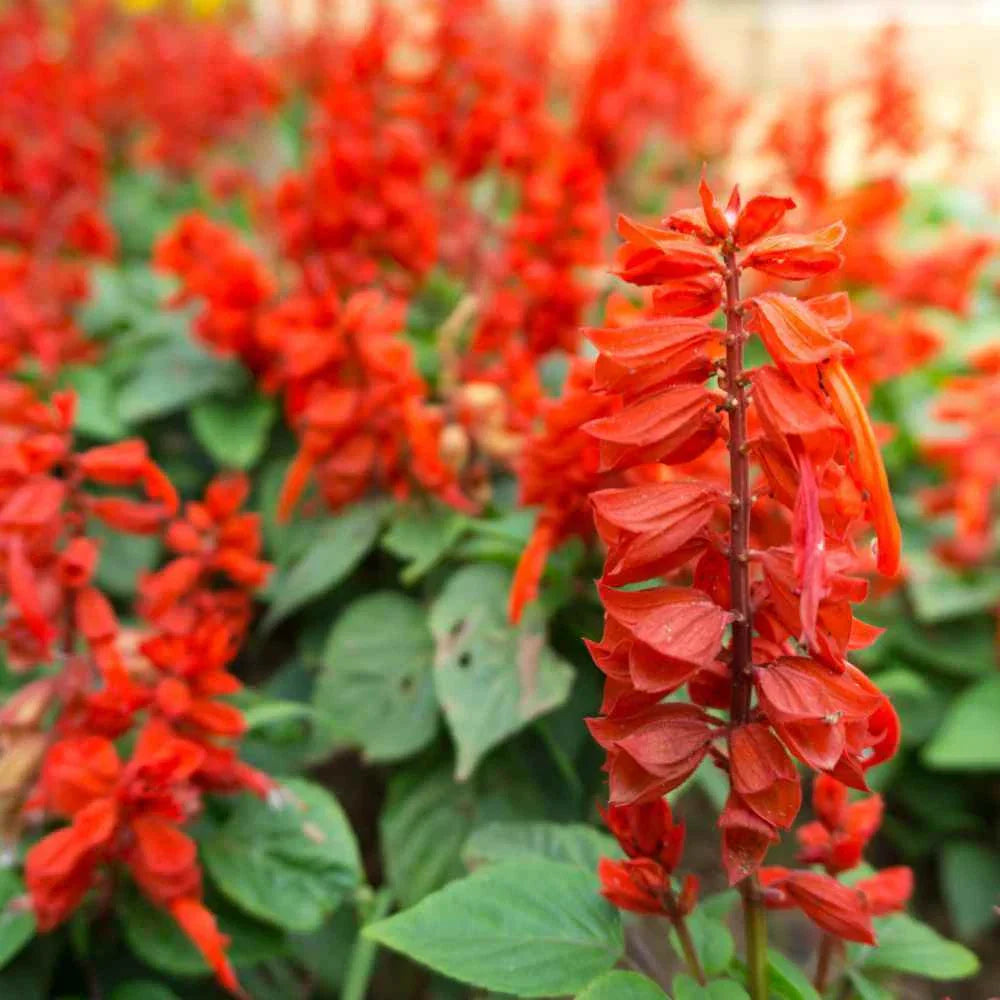 Scarlet Sage Seeds - 100+ Non-GMO Perennial Salvia Coccinea Herb Seeds