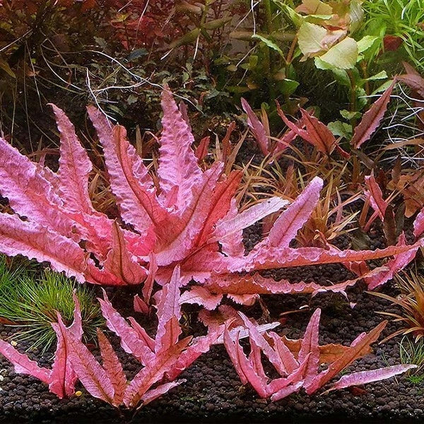 Cryptocoryne 'Pink Flamingo' - Easy Live Aquarium & Pond Plant - Cryptocoryne wendtii