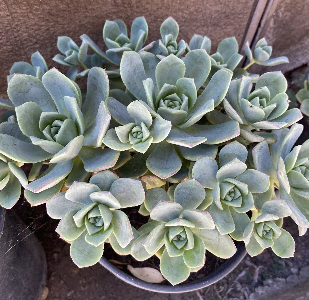 Aeonium Haworthii Pinwheel Succulent Cuttings - 10 Pack Indoor Green Rosette Plants