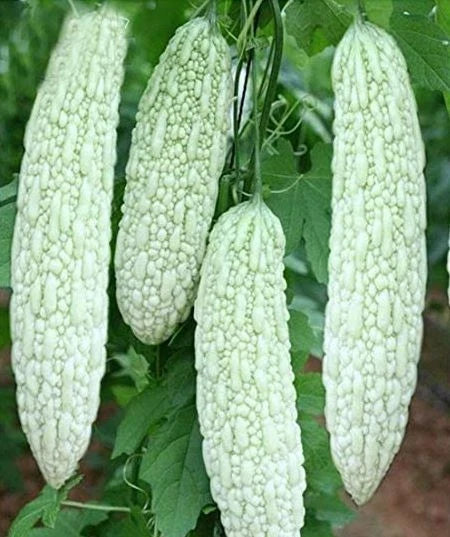 Bitter Gourd Seeds - Pack of 10+ White Skin Bitter Melon Seeds - Momordica charantia - Asian Vegetable Seeds for Home Gardening