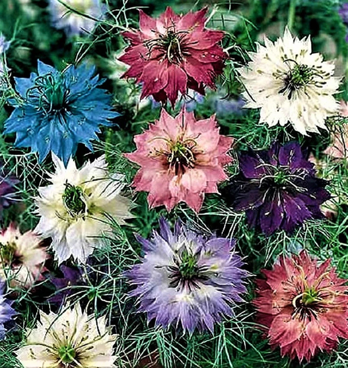 Love in a Mist Seeds 300+ NON-GMO Nigella damascena Blue & White Flowers, Easy to Grow, Wildflower Garden, Pollinator Attractant
