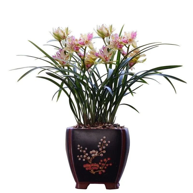 Cymbidium ensifolium Bare-Root Orchid Plant - Butterfly Fragrant, Easy Care, Indoor or Garden