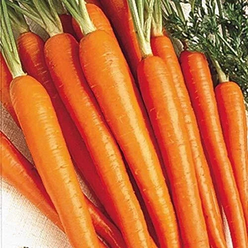 Carrot Seeds 50 Pack Tendersweet Daucus carota Vegetable Garden Grow Your Own Food