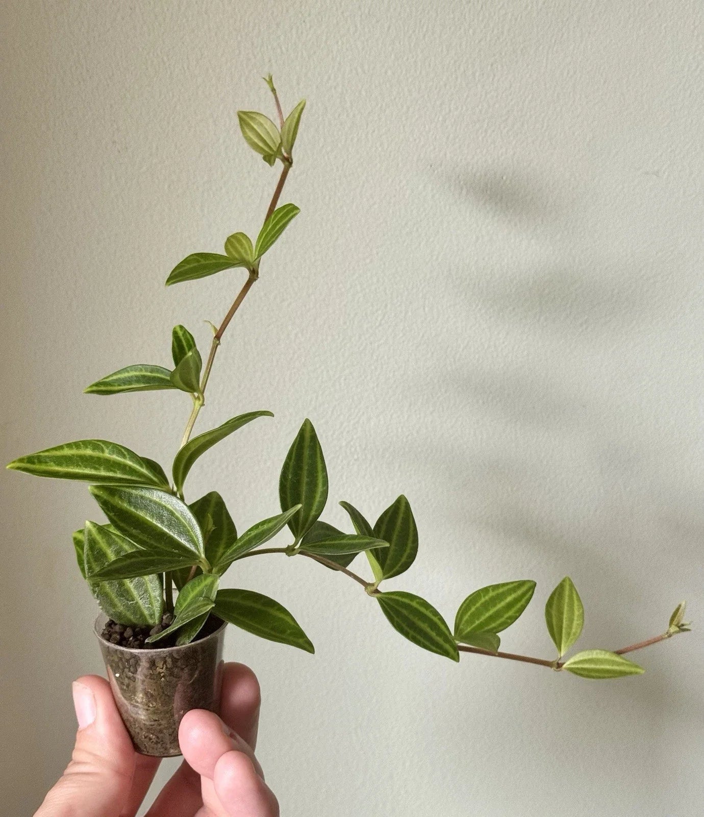 Peperomia Angulata 'Funky Frog' Rooted Cuttings - Unique Green Leaves Indoor Plant