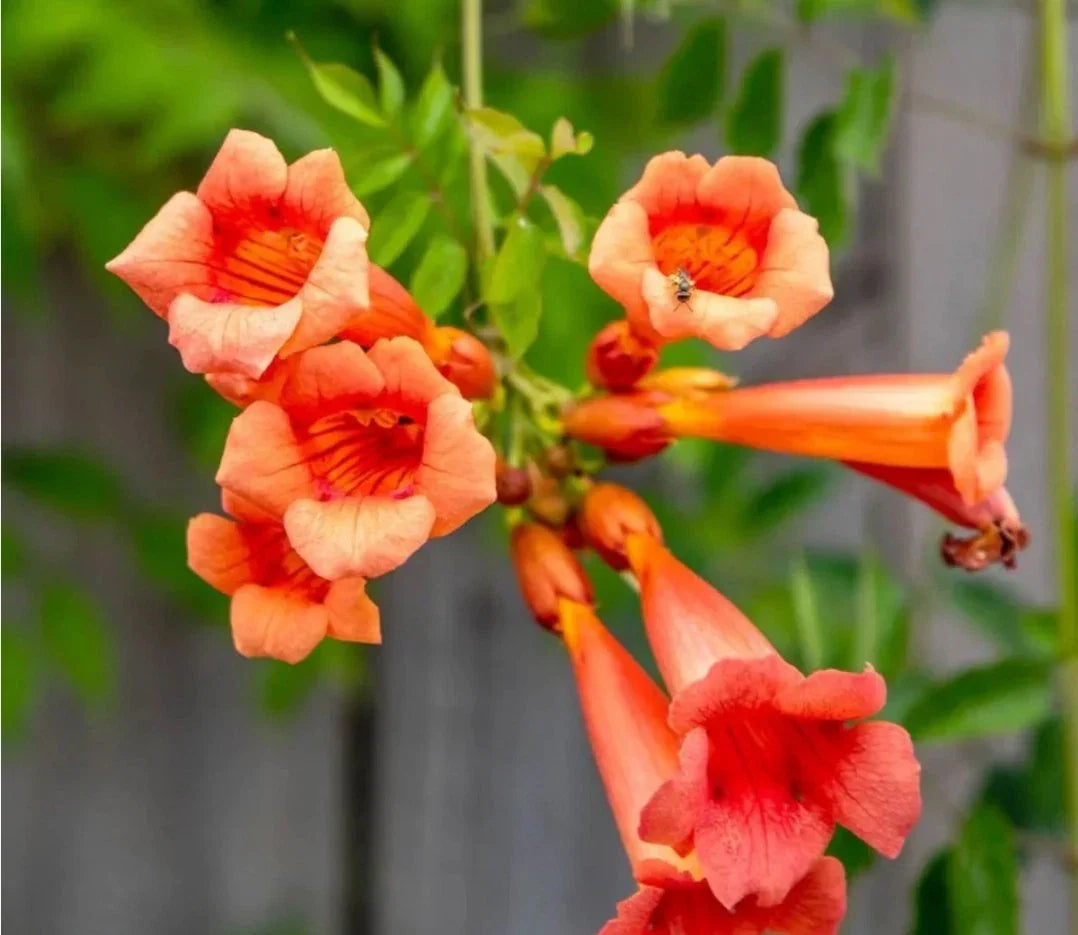 Live Bare Root Trumpet Vines 5 Pack - Campsis radicans Climbing Plants for Gardens