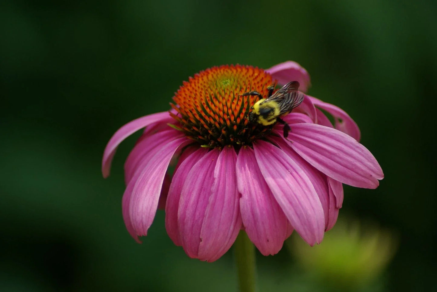 Echinacea Seeds - Sweet Pow Wow Berry Coneflower - Pollen Nectar Variety - Rudbeckia purpurea - Bee-Friendly Garden Plant