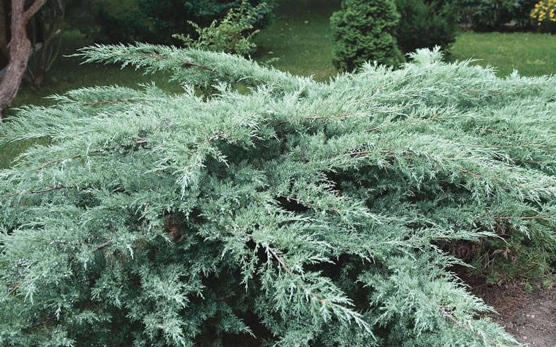 Juniper Hedge Plant Cuttings Set of 12+ | Unrooted Juniperus spp. for Landscaping, Dense Evergreen Shrubs Zones 5-9