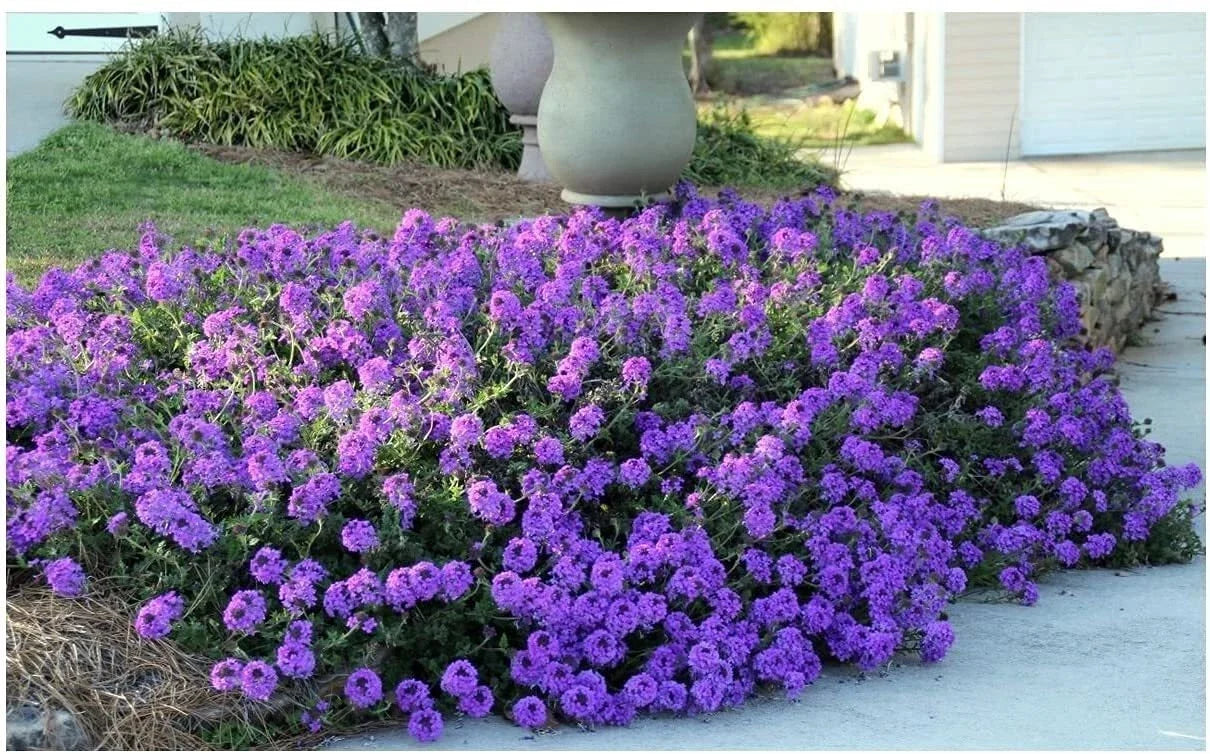 Purple Moss Verbena Seeds - Groundcover with Purple Blooms, Verbena peruviana, 100 Seeds