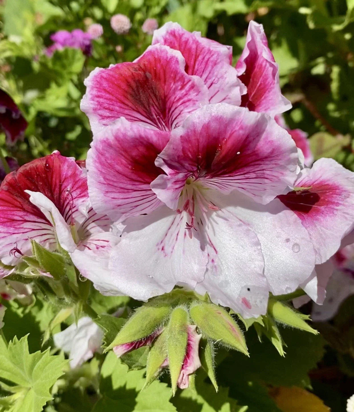 Geranium Cuttings Pink & White - 3 Fresh Pelargonium Plants Ready to Plant