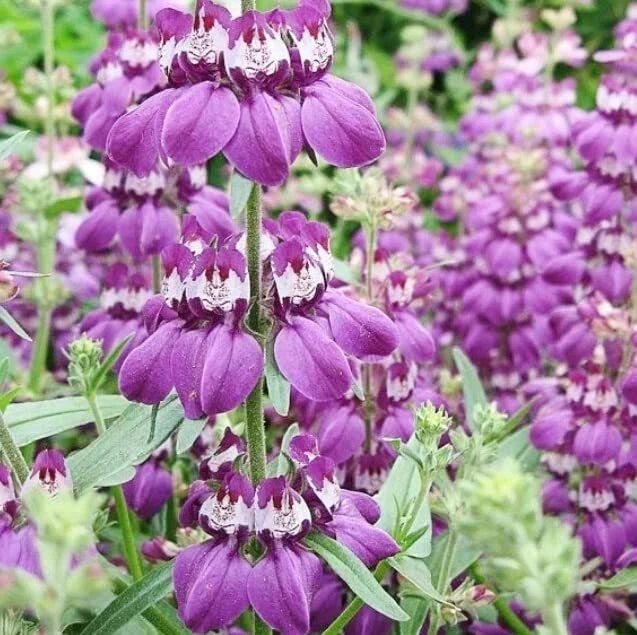 Chinese Houses Flower Seeds - Heirloom Collinsia heterophylla for Garden, Container, Decorative Blooms