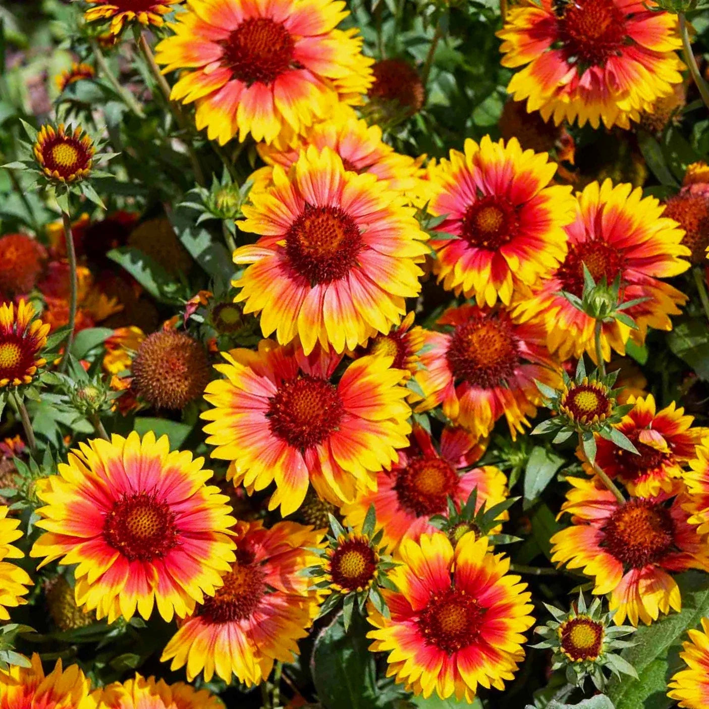 Perennial Blanket Flower Seeds - Gaillardia Aristata - Vibrant Wildflower Seeds for Garden, Borders, and Containers