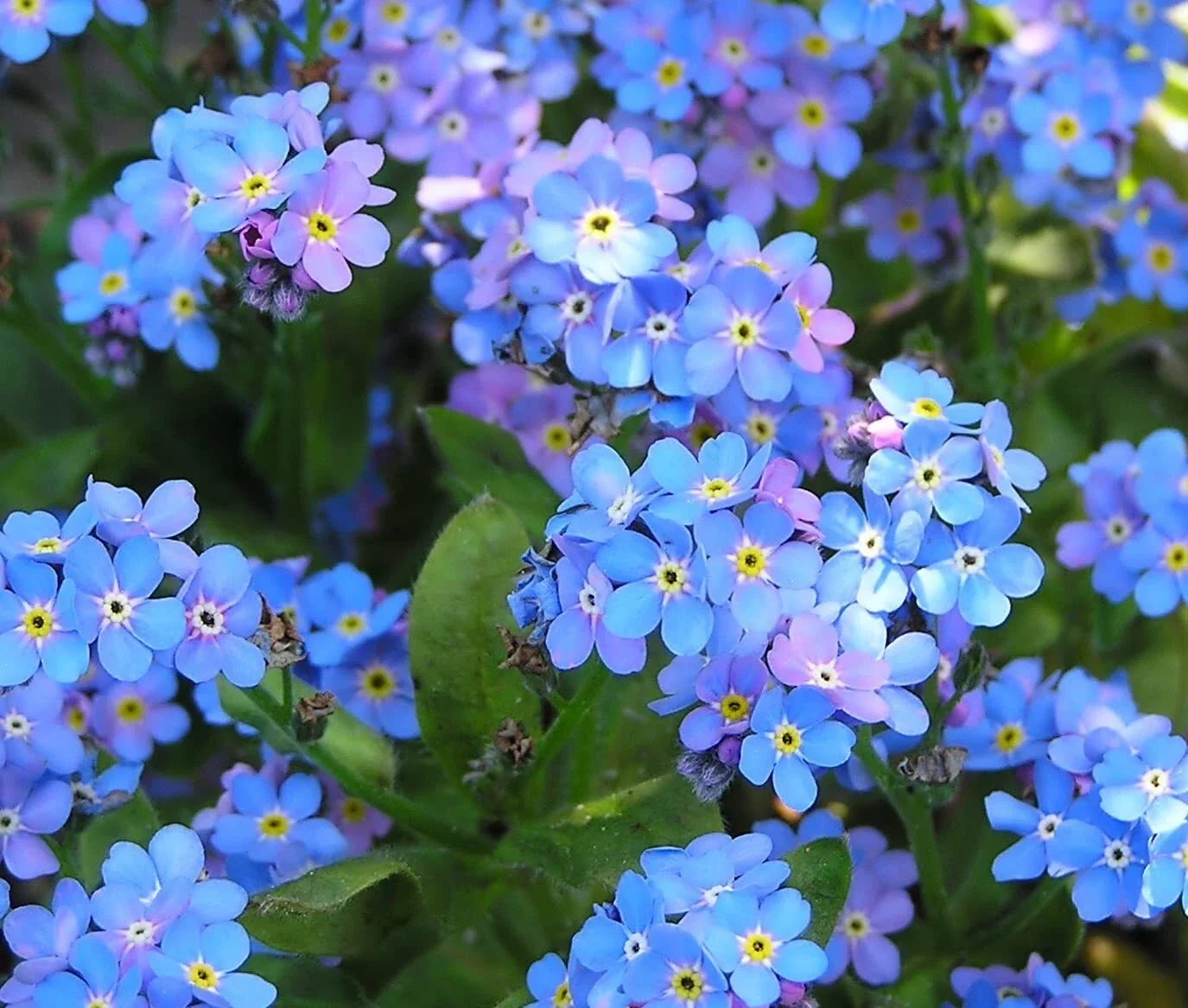 Blue Forget Me Not Seeds - 5,000+ Myosotis sylvatica Wildflower Seeds for Gardens and Borders