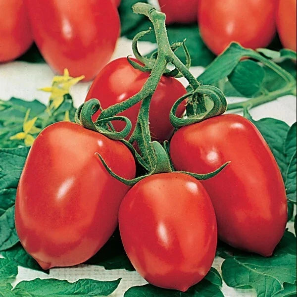 Roma Tomato Seeds - Organic Heirloom Non-GMO Solanum lycopersicum, 30+ Seeds for Canning & Sauce