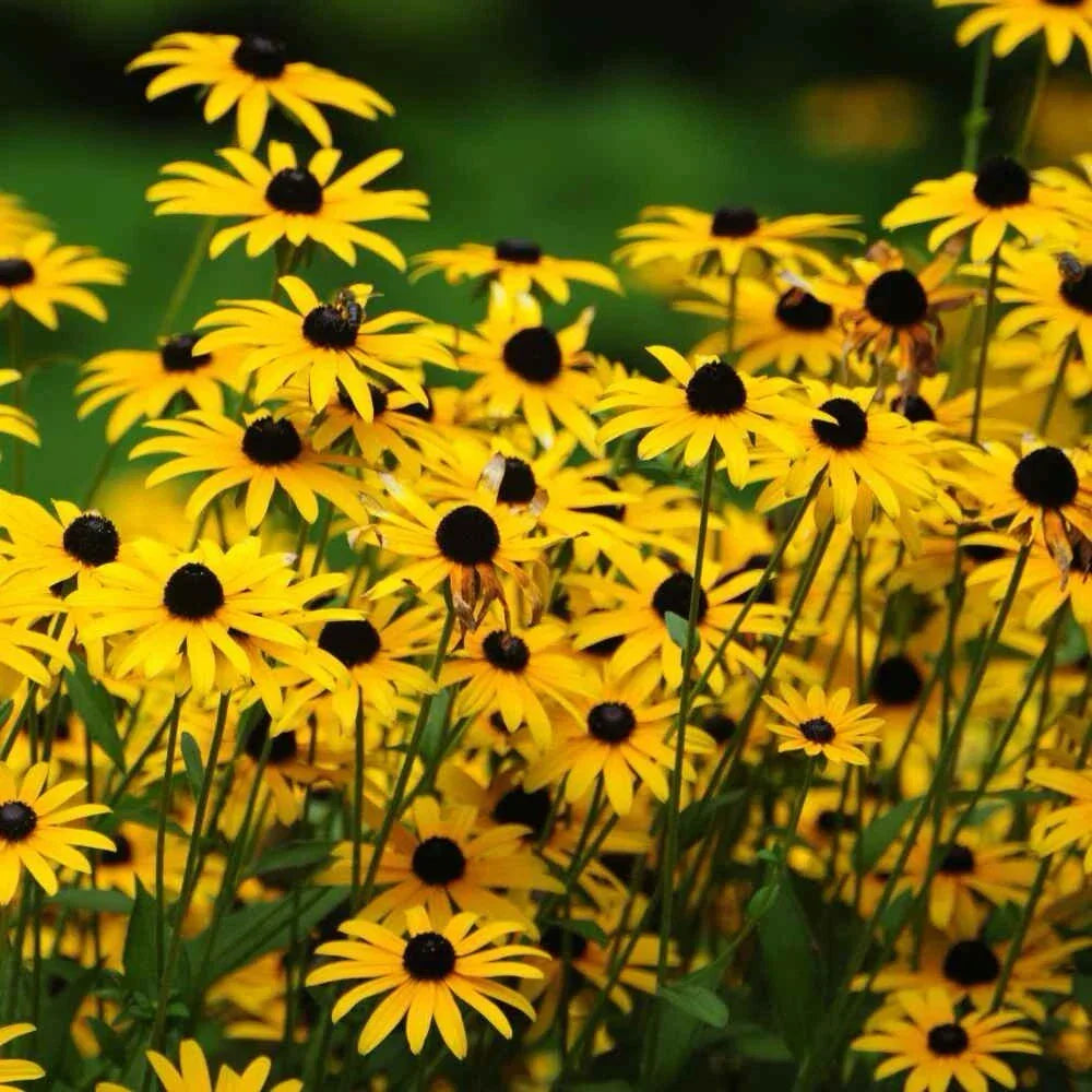 Black-Eyed Susan Seeds - 2000+ Count Rudbeckia Hirta - USA Grown Pollinator Flowers