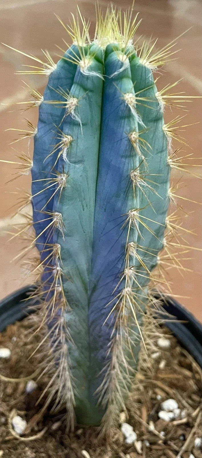 Blue Torch Cactus Live Succulent Plant - Pilosocereus pachycladus - Unique Indoor or Outdoor Decor