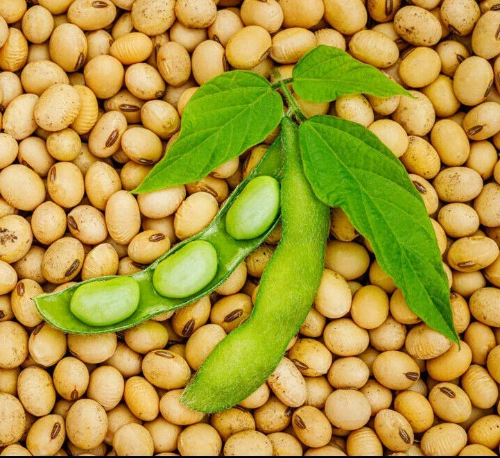 Bulk Soybean Seeds 1lb Glycine max for Planting or Eating, Cover Crop, USA Grown, Non-GMO, Vegetable Seeds
