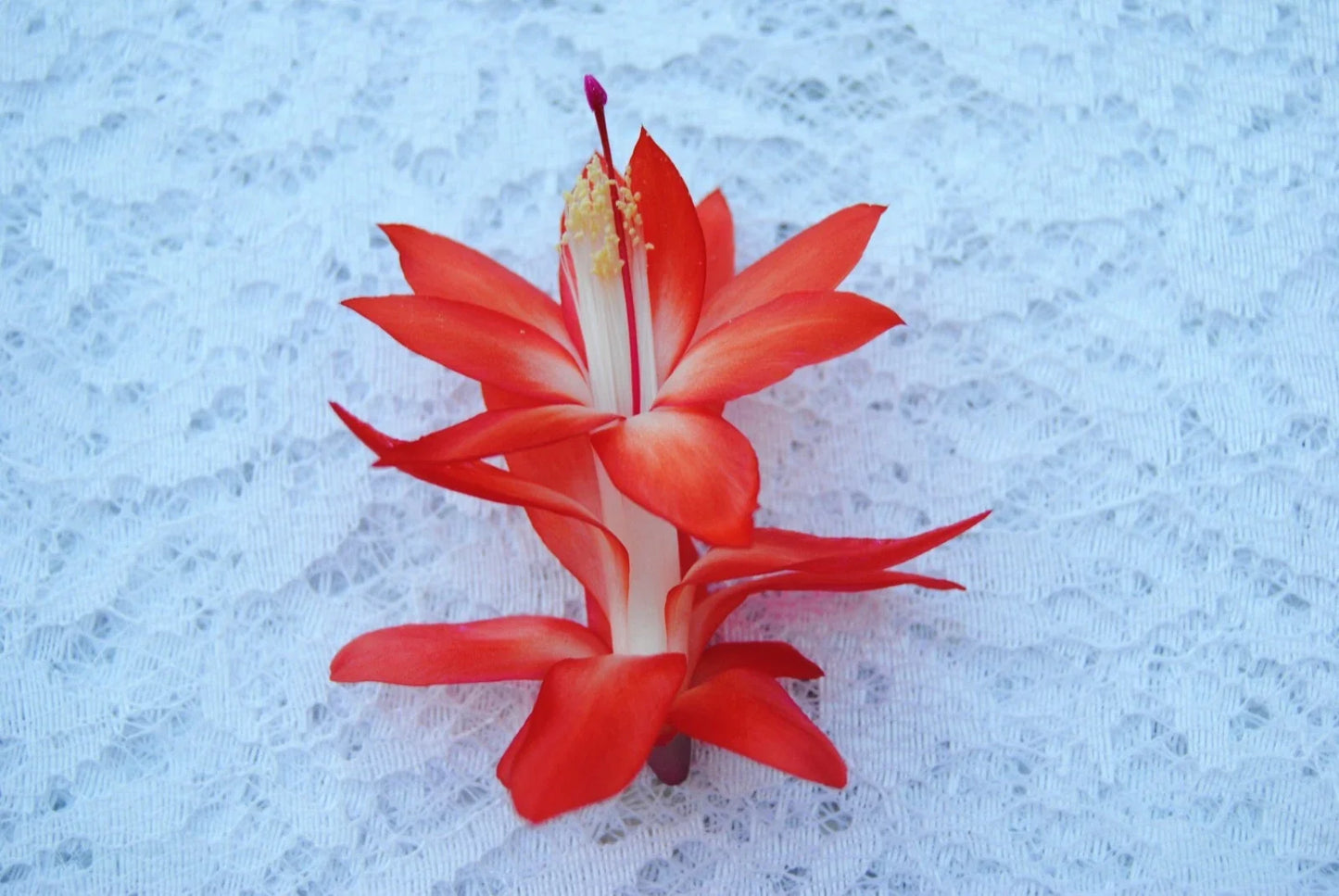Christmas Cactus Starter Plant - Samurai Schlumbergera Truncata - Well-Rooted Small Plant for Holiday Decor