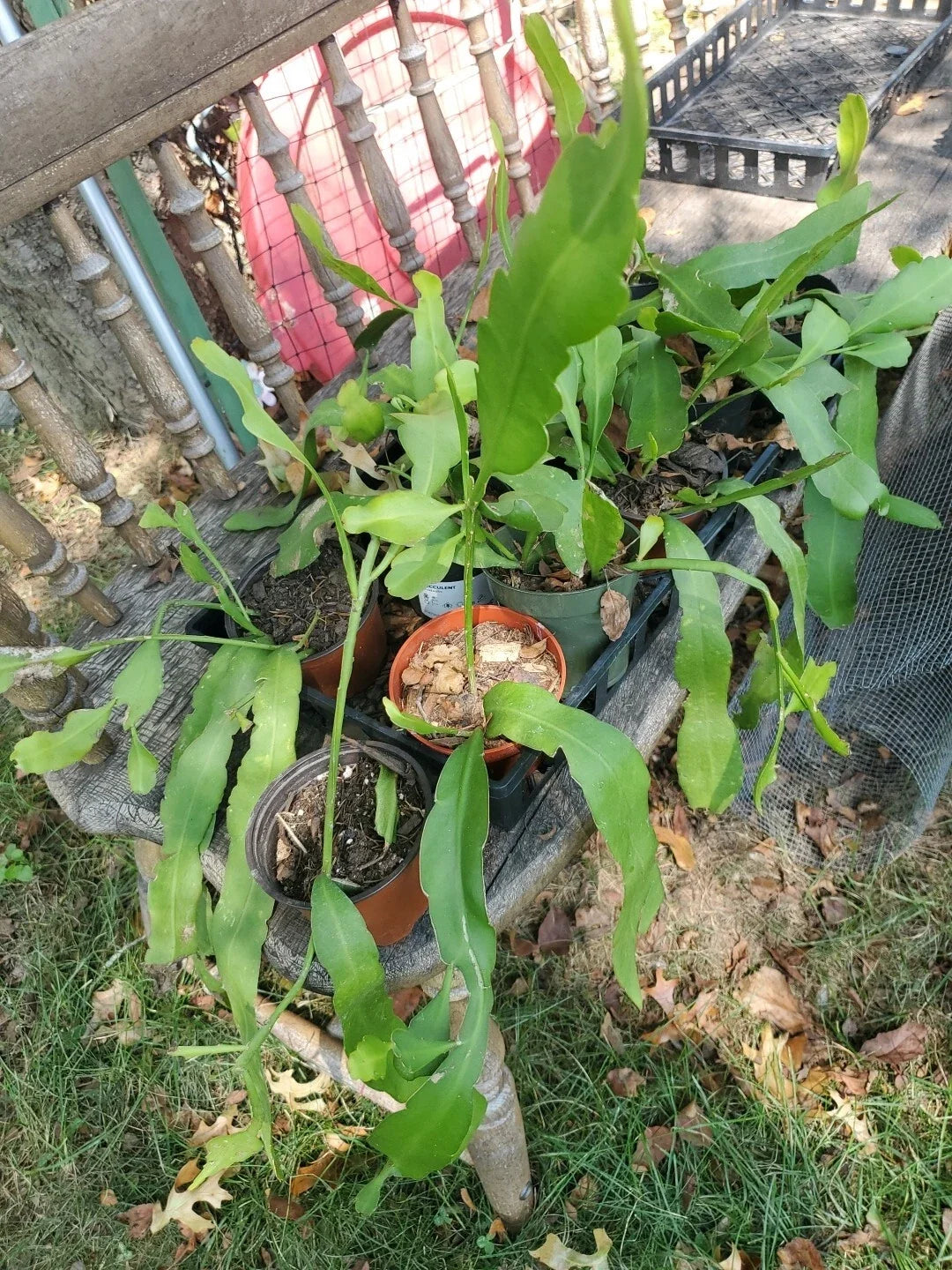 Night Blooming Cereus Cuttings, Epiphyllum oxypetalum, Propagation Plant, 5 Long Fresh Cuttings