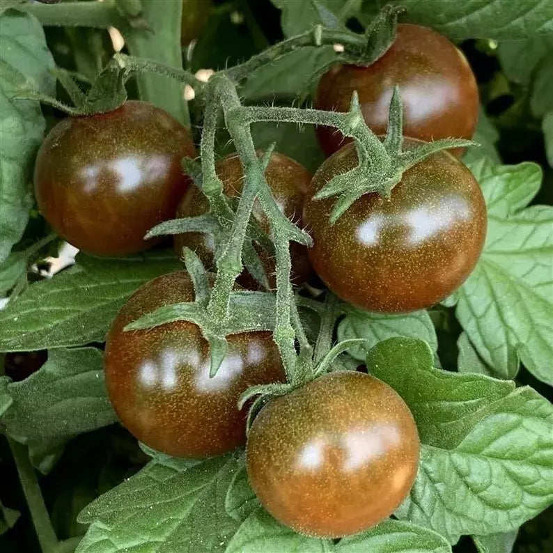 Brown Berry Tomato Seeds - 30+ Heirloom Organic NON-GMO Seeds for Home Gardening