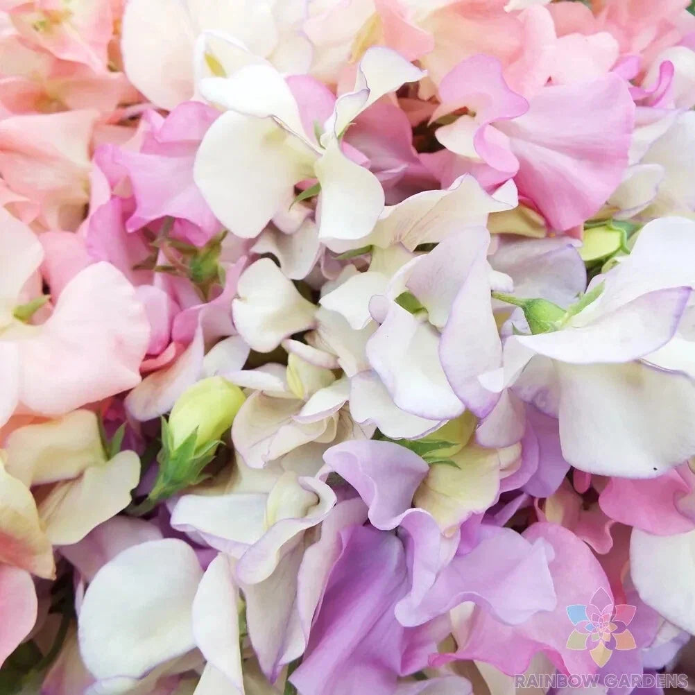 Heirloom Sweet Pea Seeds - 50+ Pastel Mix, Lathyrus odoratus, Climbing Vine, Garden Flower, Non-GMO, USA Free Shipping
