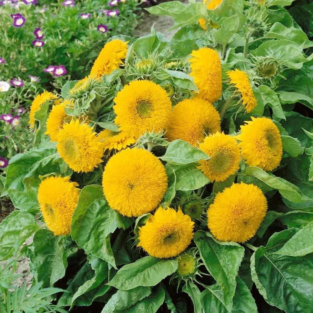 Double Dwarf Sunflower Seeds - 50+ Dwarf Teddy Bear - Sungold Helianthus annuus