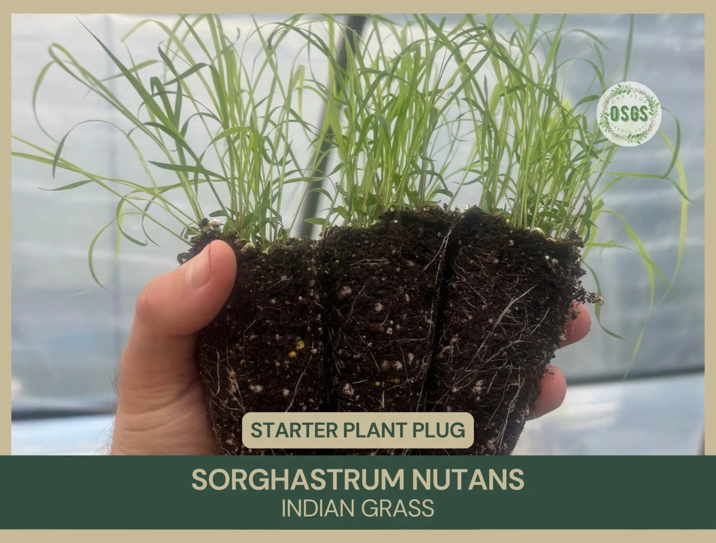 Indian Grass Starter Plant Plug | Native Sorghastrum nutans for Landscaping & Erosion Control