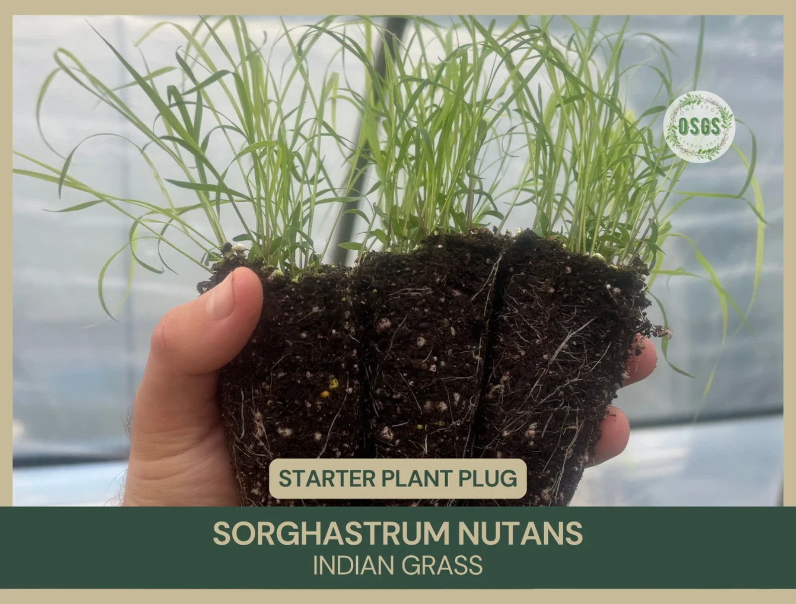 Indian Grass Starter Plant Plug | Native Sorghastrum nutans for Landscaping & Erosion Control