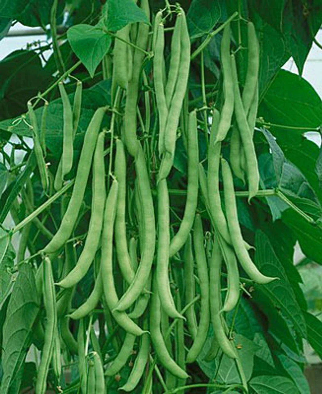 Kentucky Wonder Pole Green Bean Seeds, Organic, High Yielding, Non-GMO, Phaseolus vulgaris, Climbing Vegetable Seeds
