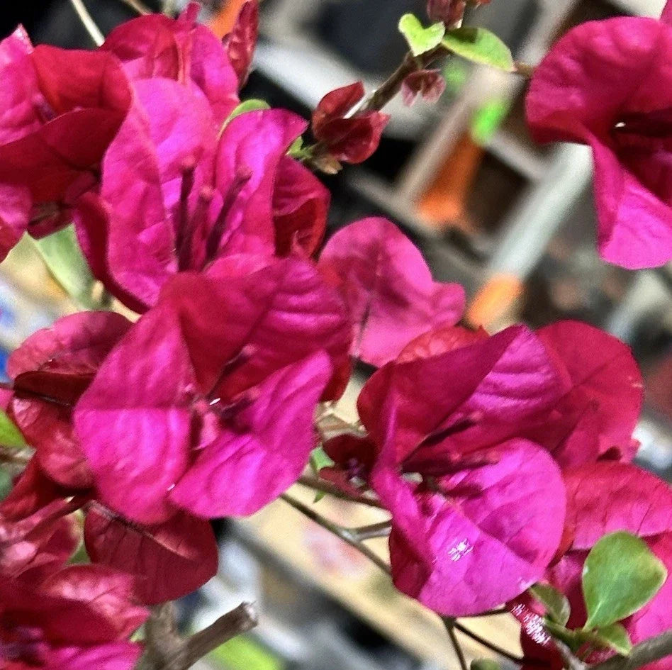 Bougainvillea Live Plant 6-12" Hot Pink Shrub Vine Bougainvillea spectabilis for Garden, Patio, or Landscape