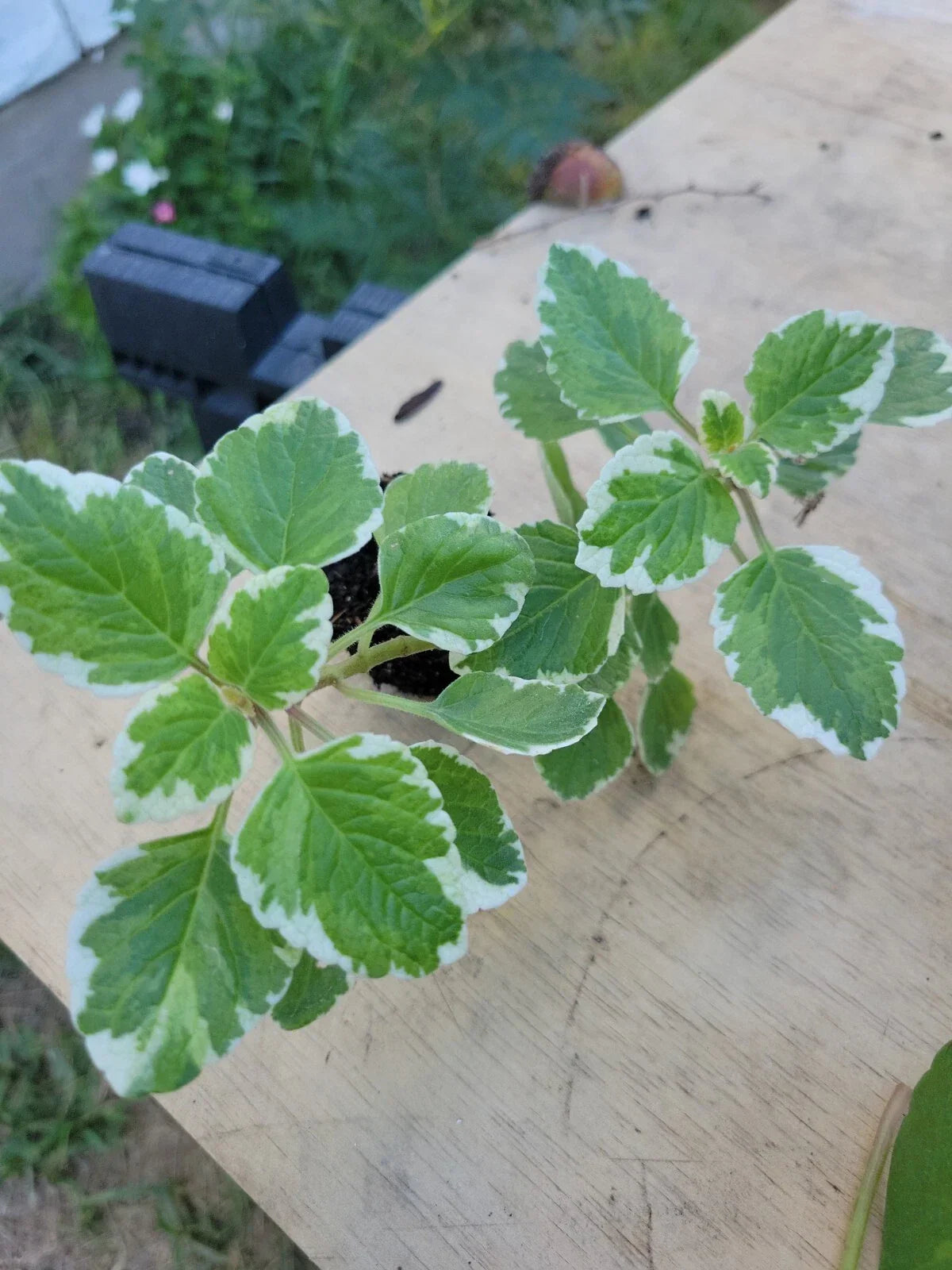 Variegated Cuban Oregano Plant 5 Inches - Mexican Mint, Spanish Thyme - Plectranthus amboinicus