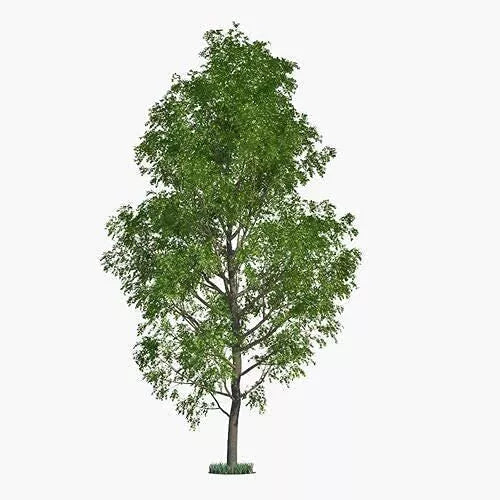 Hybrid Poplar Tree Cuttings - 6 Fast Growing Privacy & Shade Trees - Populus deltoides x nigra