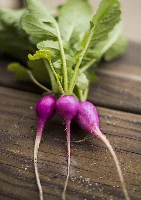 Purple Plum Radish Seeds - Organic, Non-GMO, Open Pollinated, 200 Pack, Raphanus sativus, Fast-Growing, Salad & Garnish