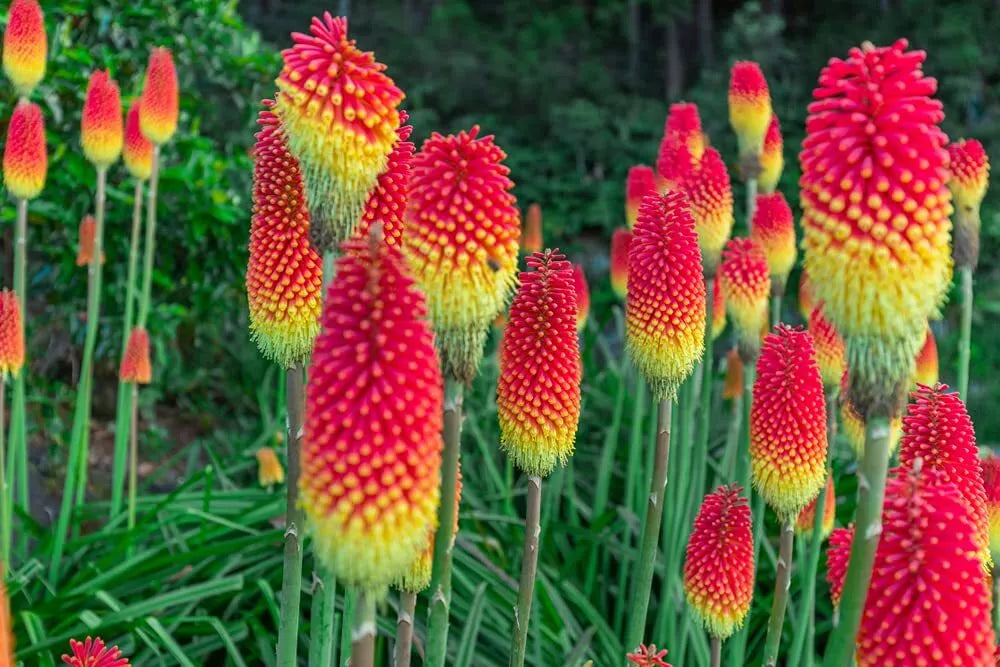 Red Hot Poker Flower Seeds - 100+ Kniphofia uvaria Seeds for Vibrant Red Blooms, Drought Tolerant, Full Sun Garden Plant