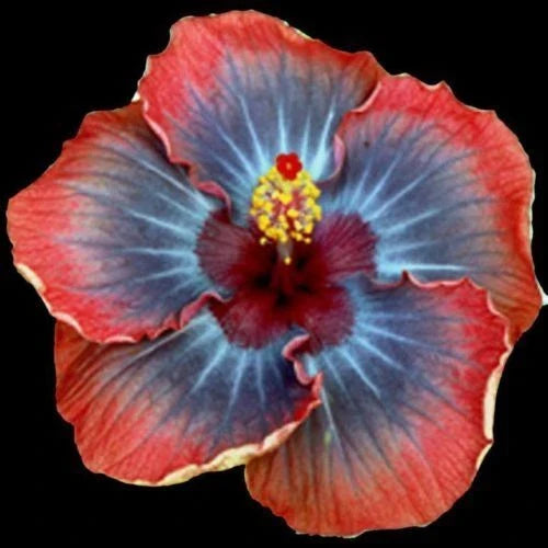 Small Rooted Voodoo Queen Tropical Hibiscus Plant - Hibiscus rosa-sinensis, Vibrant Purple & Pink Flowers, Bare Root Starter
