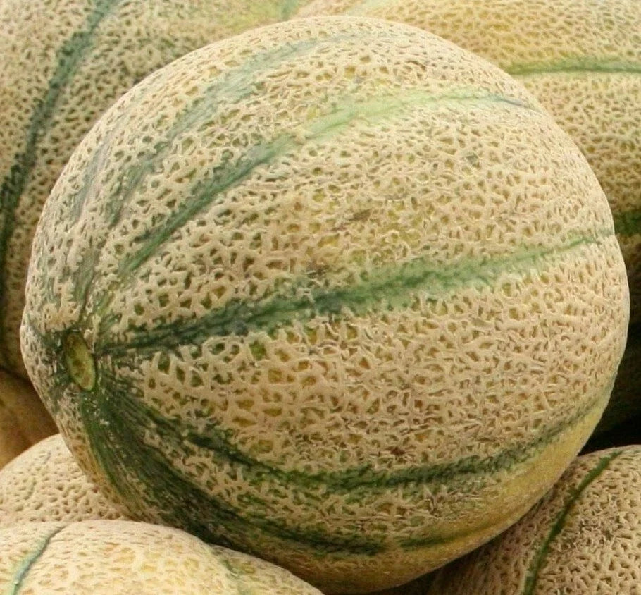 Cantaloupe Seeds - Hale's Best Jumbo, Cucumis melo, Vining Summer Garden Fruit, 50+ Seeds