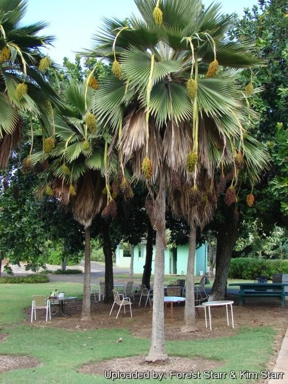 Fiji Fan Palm Seeds - 25 Pritchardia Thurstonii Tropical Indoor Plant Seeds for Landscaping & Container Gardening