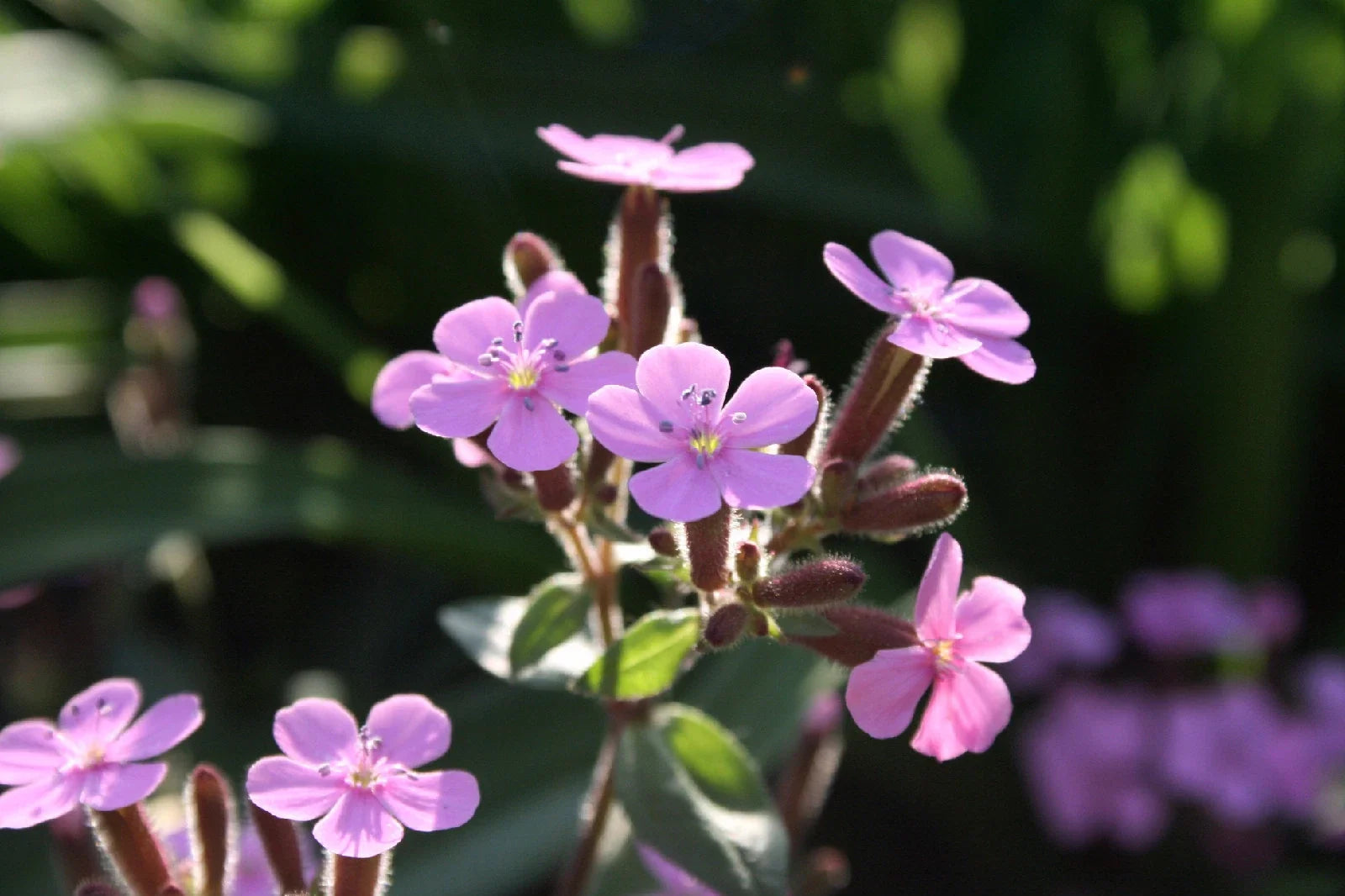 Soapwort Seeds - 105 Count - Pink Flowers, Drought-Tolerant Perennial, Saponaria officinalis for Garden Borders & Pollinator Attracting