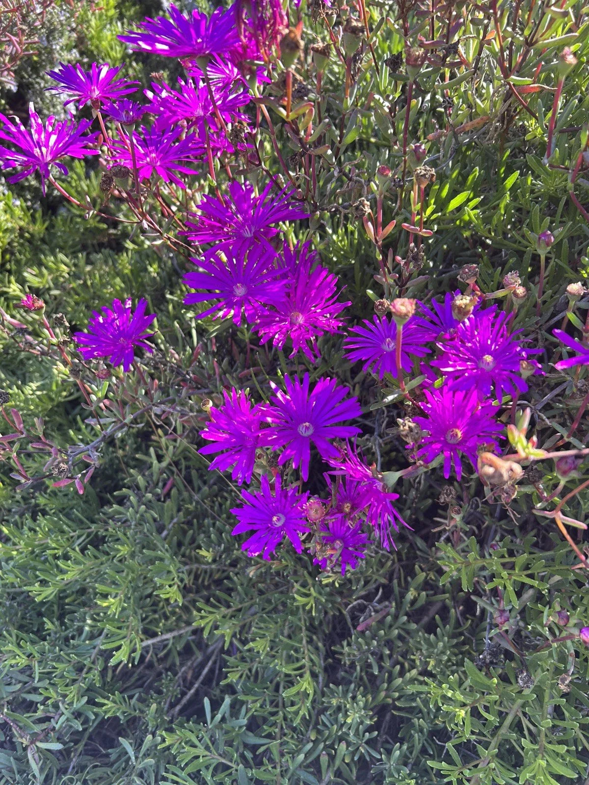 Creeping Ice Plant Cuttings 12 Pack, Delosperma cooperi, Purple Pink Ground Cover Succulent, Drought-Tolerant, Fast-Growing