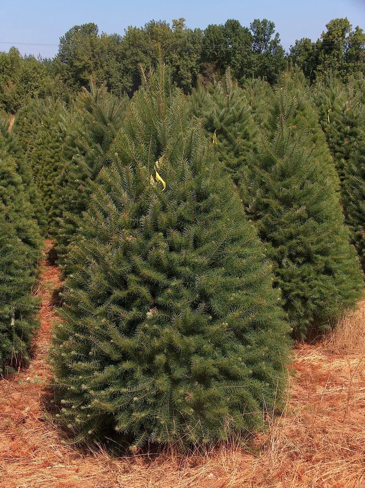 Abies Balsamea Fir Tree Seeds - 50 Seeds for Outdoors & Potted Planting - Evergreen Conifer Seed Pack