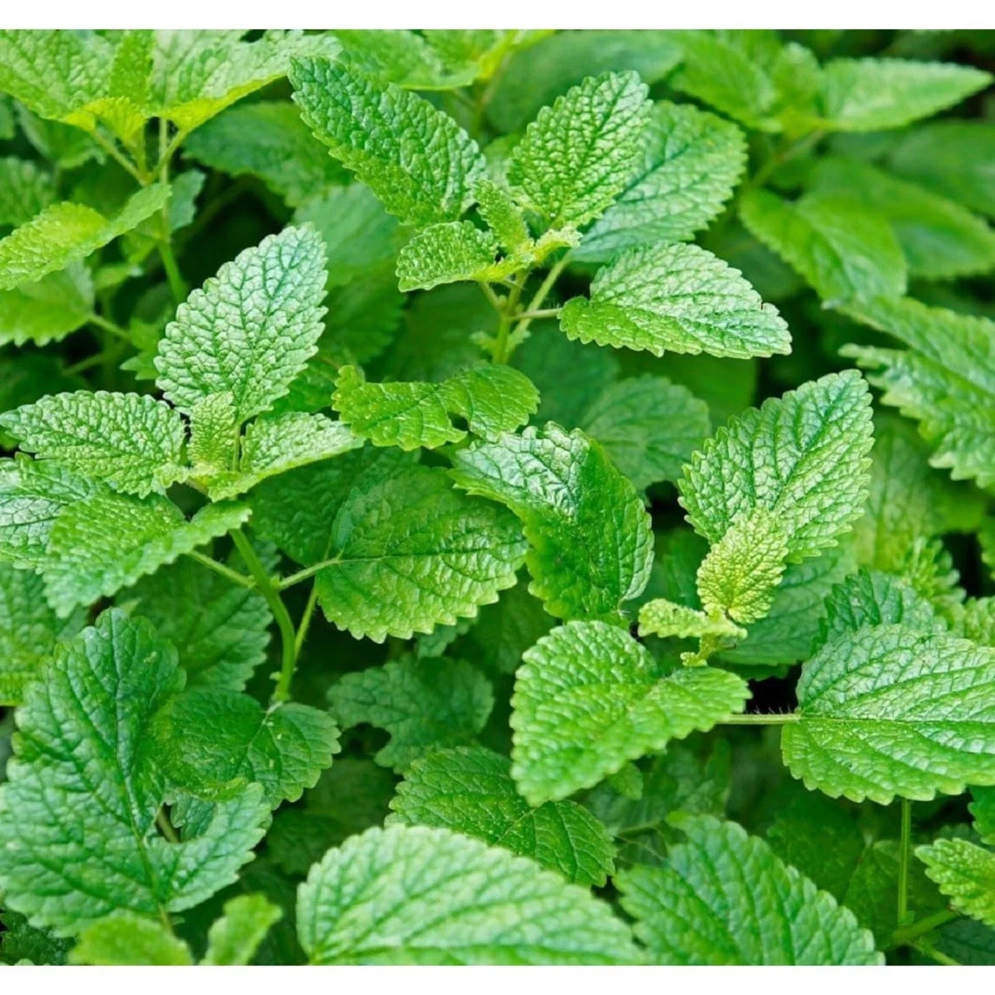 Mint Seeds for Planting - 1000pcs Non-GMO Heirloom Herb Seeds (Mentha spp.)