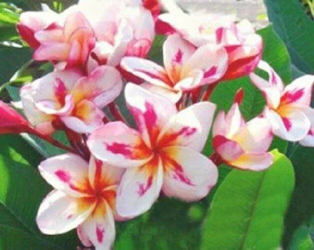 Plumeria Seeds 5 Pack - White, Yellow, Pink Fragrant Flowers - Perennial Tropical Plant (Plumeria spp.)