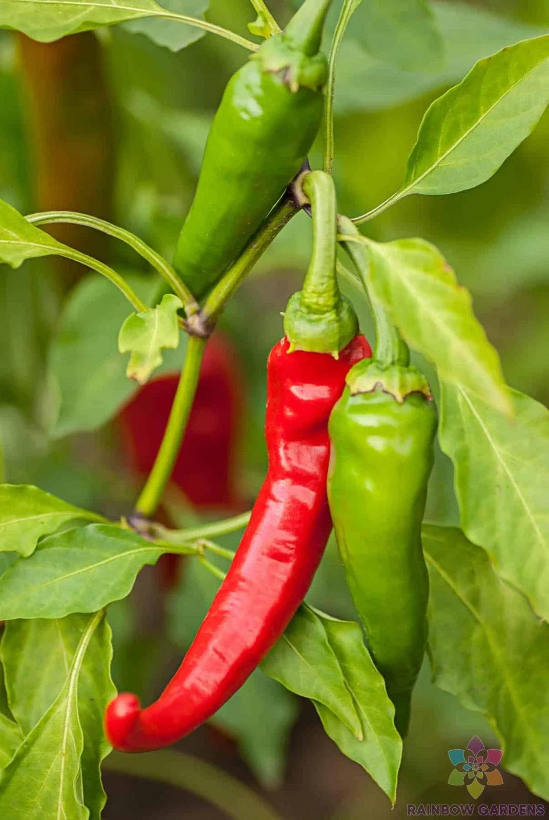 Diablo Grande Hot Pepper Seeds - Organic Capsicum chinense, 25+ Pack for Spicy Culinary Use, Garden, Pots, Raised Beds