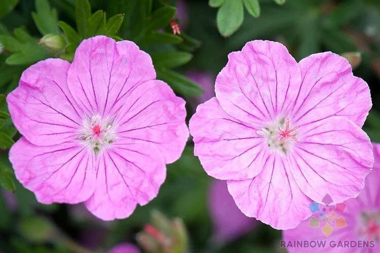 Ankum's Pride Geranium Seeds - 25+ Pelargonium sanguineum Seeds for Garden
